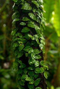 除甲醛排名前十植物,全国十大排名除甲醛植物
