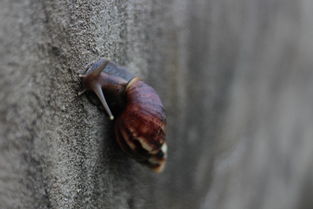 世界上最神奇的海鞘，海鞘到底是动物还是植物