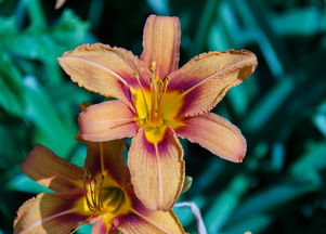 蝎子排行榜，蝎子十大排名