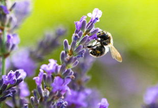 世界各类花种颜值排名前十，世界花的排名