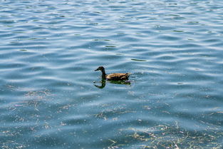 世界濒危鸭子,中国最濒危野鸭