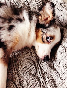 世界上最温柔的动物前十名，最温柔的动物十大排名