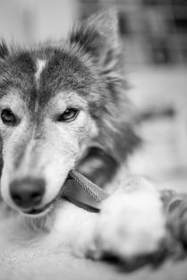 中国最畅销狗的品种图片,国内最受欢迎的狗