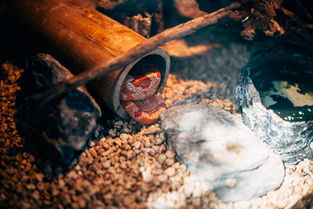 中国最原始的绞刑,中国最原始的绞刑是什么