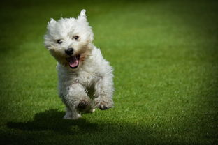 世界上最幸福的是什么动物，世界上十大最幸福的狗