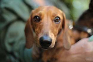 世界上最值钱的猎犬,最值钱的犬是什么犬