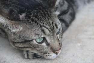 中国最荒漠的猫是什么猫图片，中国最荒漠的猫是什么猫