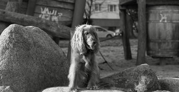 世界排前十的犬种有哪些，世界排前十的犬种有哪些品种