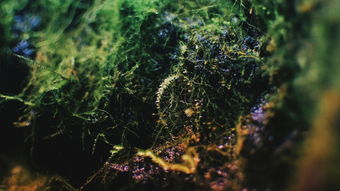 世界最稀有的植物是什么，世界上最稀有的水草
