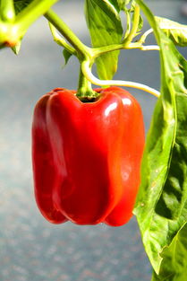 中国最清淡的蔬菜排名，中国最清淡的蔬菜