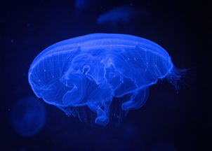 世界上最古老的生物,蓝色的血，世界上最古老的生物